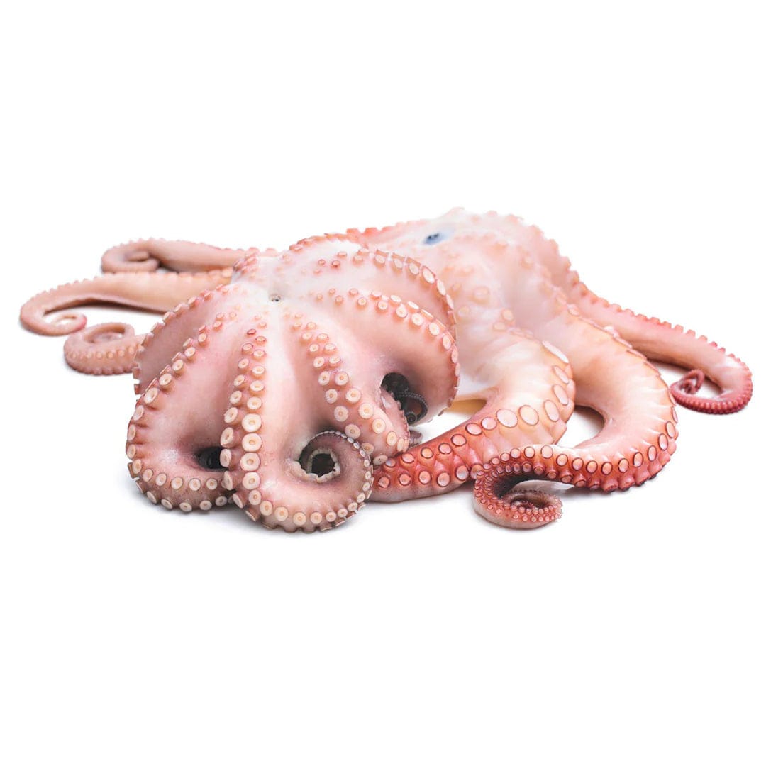 Fresh Octopus