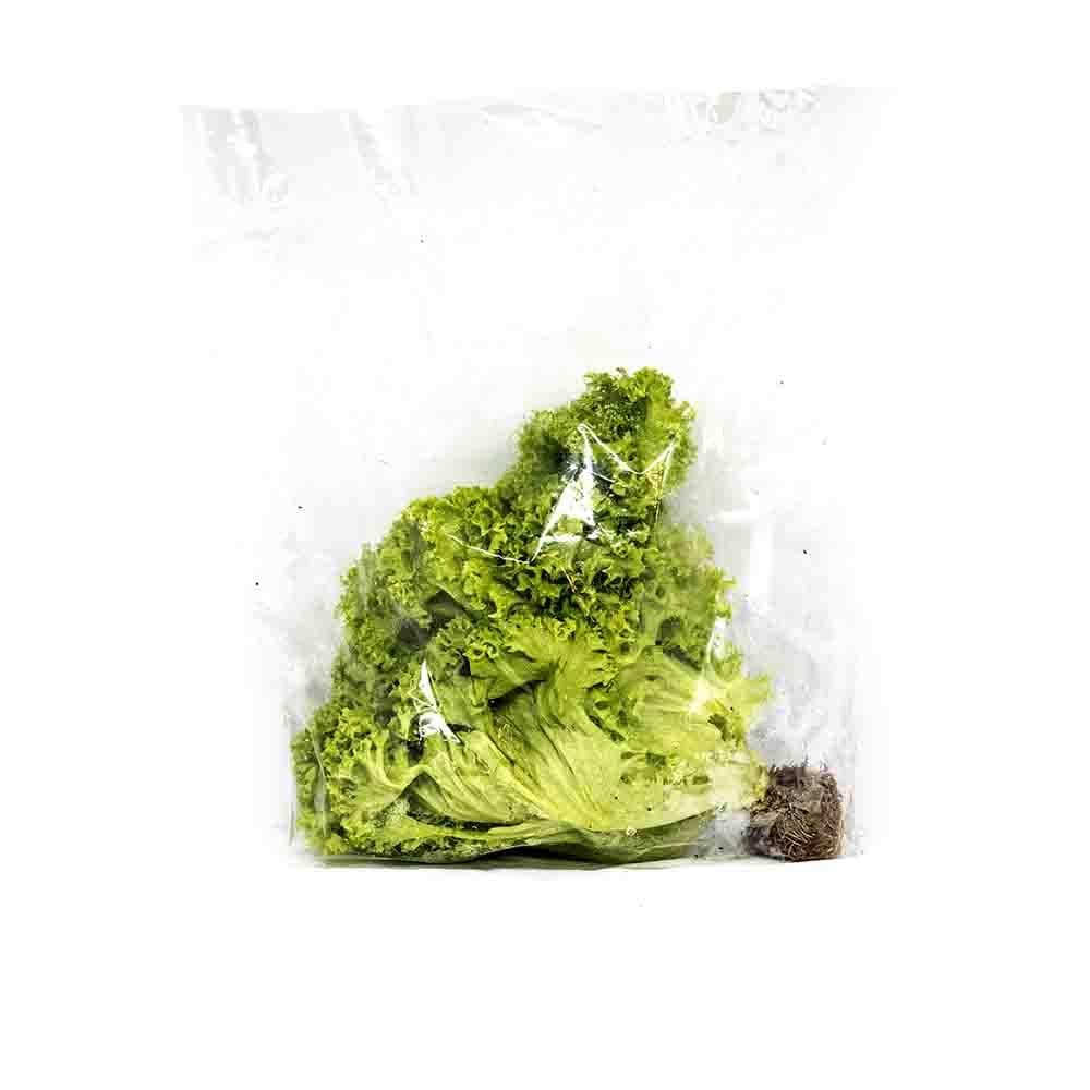 Lollorosa  green Lettuce