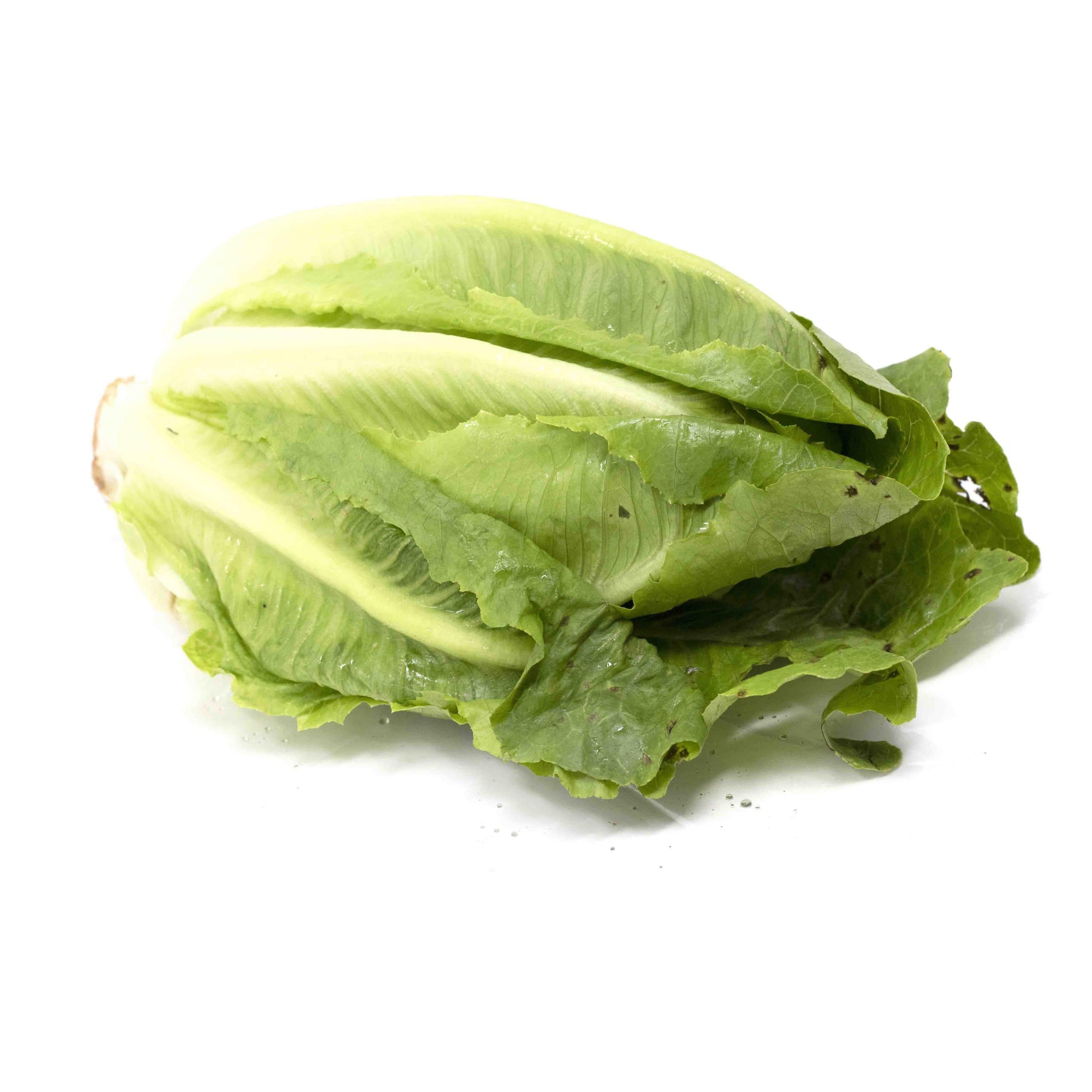 Romain Lettuce